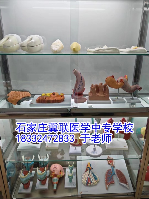 石家莊冀聯(lián)醫(yī)學(xué)中專學(xué)校護(hù)理學(xué)習(xí)什么？接觸解剖嗎？